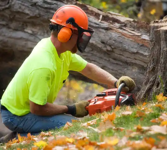 tree services Woodsfield